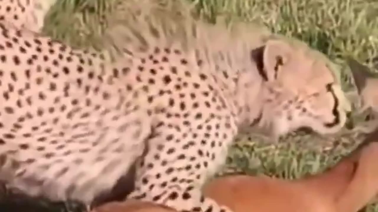 cheetah funny story