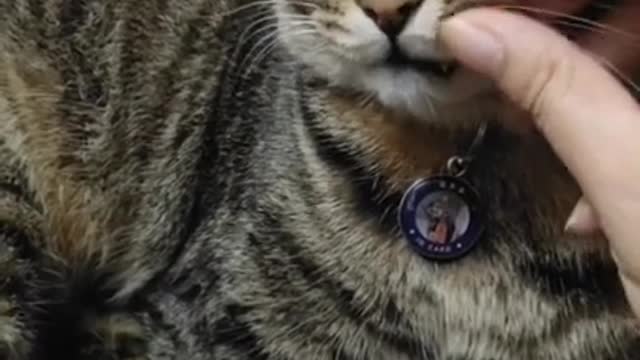 Cute Cats and Funny Animals Compilation