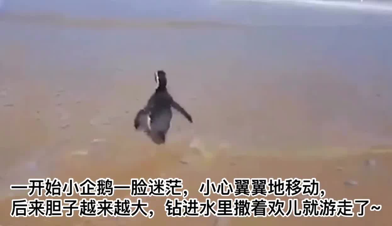 It's so loving ~ The little penguin was released into the ocean,