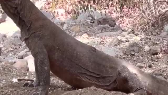 Komodo dragons eat whole goats