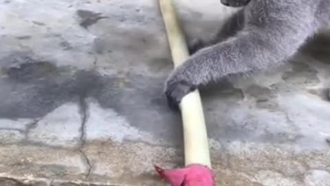 Innocent Cat Trying To Stop Water Leakage #shorts #viral #shortsvideo #video