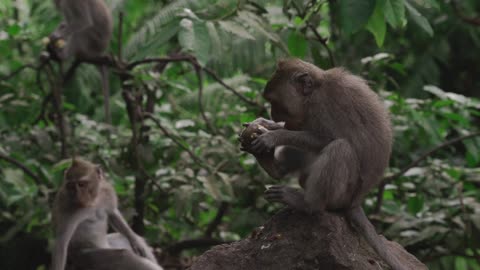 Funny animals video