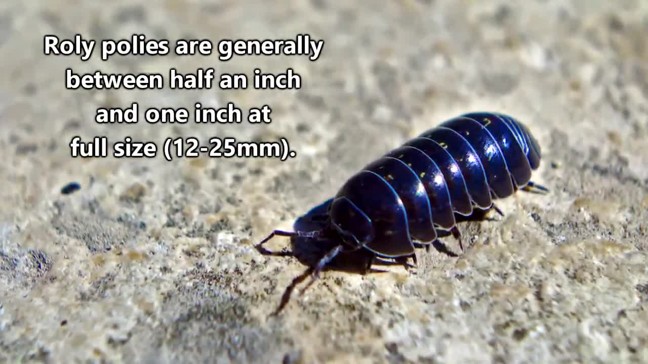 Roly Poly Facts the BUG that ROLLS UP into a BALL _ Animal Fact Files