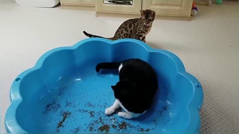 Bengal Kittens Try CatNip For The First Time