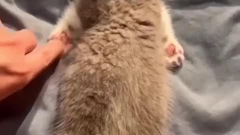 Small cat massage