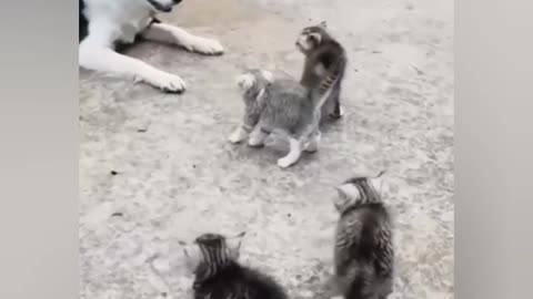 When you are against 4 kitties