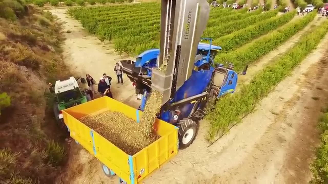 Awesome Almond Cultivation Technology - Almond Farming and Harvest - Almond processing in factory