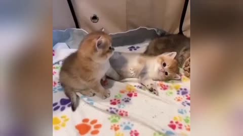 OMG So Cute Cats ♥ Best Funny Cat Videos 2021 #2