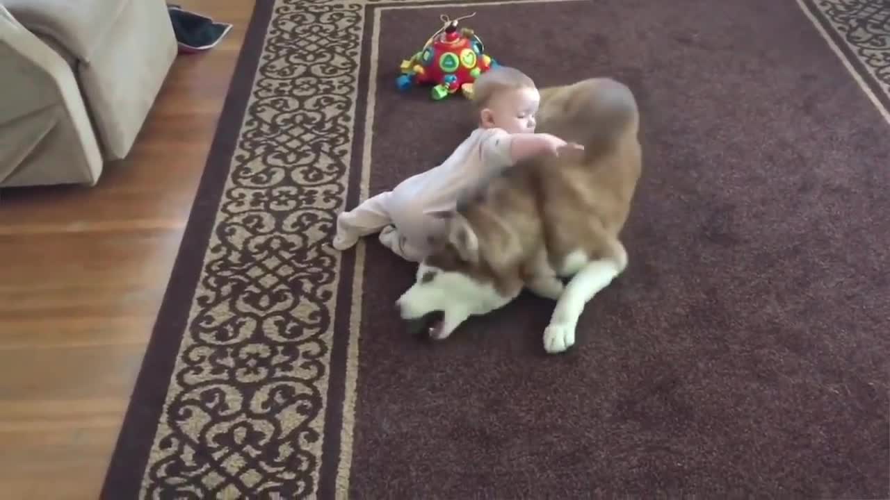 Cute Husky playing with the kid