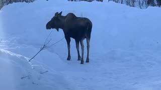 Moose turds! Willow, Alaska