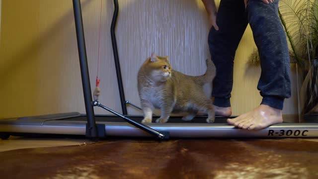 Treadmill - my first steps!
