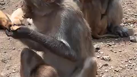 Monkey's eating food