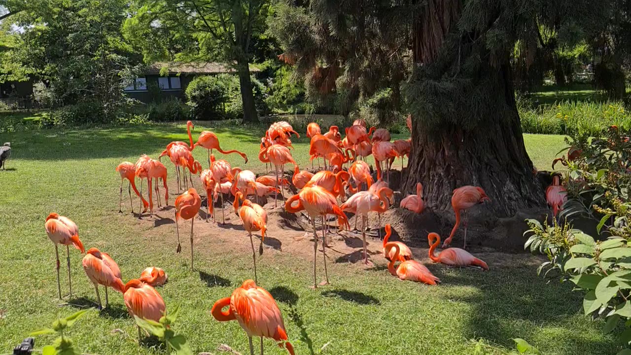 Flamingos - So Beautiful 🤗