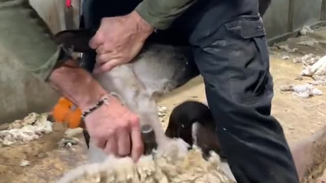 Love how the sheep are like. “Ahhhhh. That’s feels good”