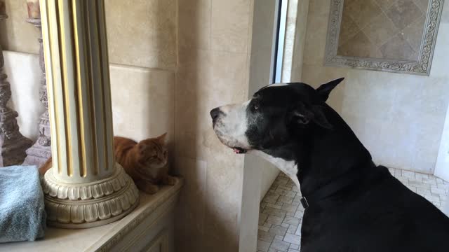 Great Dane hilariously "serenades" family cat