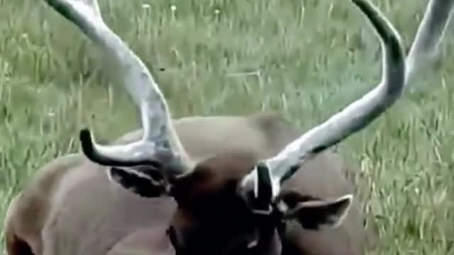 Oh my God, this deer's antlers are so big, they look like they have a lot of fluff on them