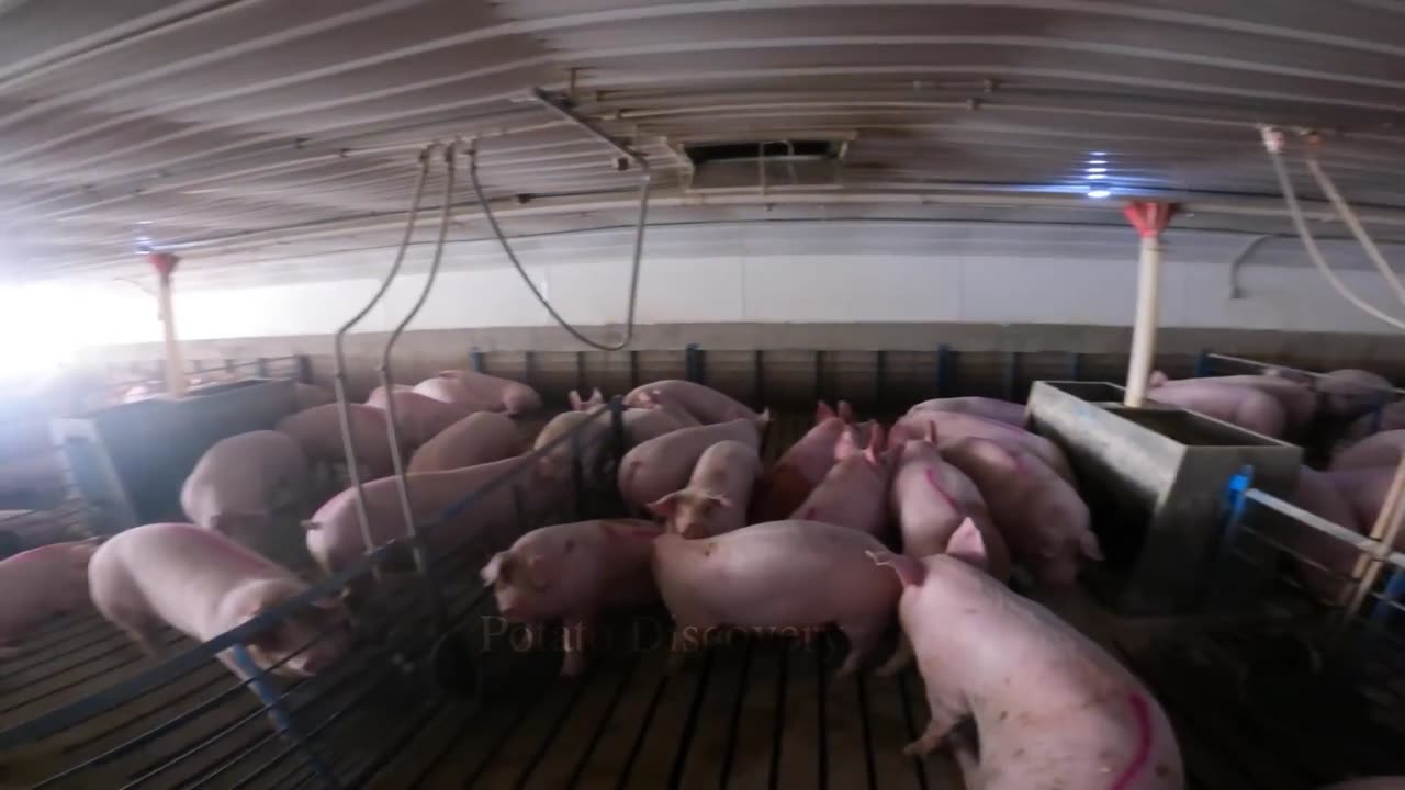 Amazing Technology For Processing Hundreds Of Pigs Every Day At Factory