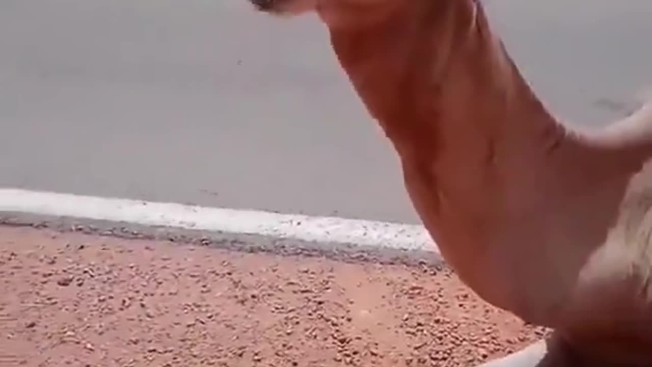 Truck driver provides water to thirsty camel in the middle of desert