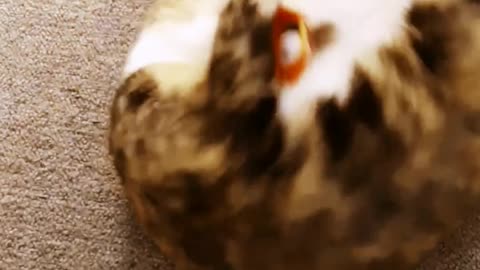 CAT PLAYING