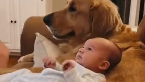 golden retriever cute | funny dog videos