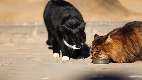 The black cat sees the cat eat