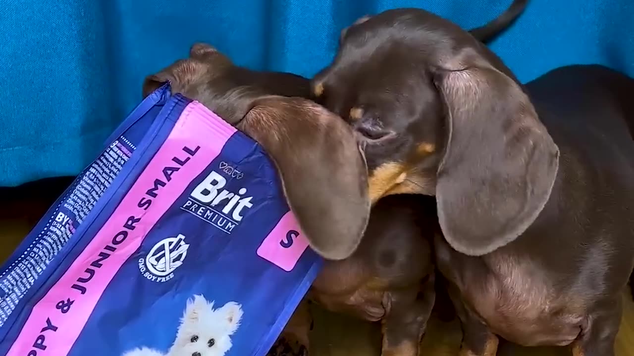 Pappy Play with girl