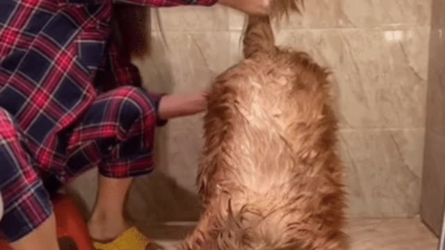 Dogs like to take a bath. Every bath is an enjoyment for him.