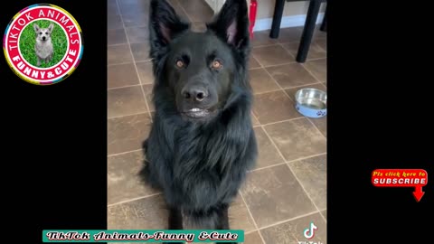 TikTok Animals-Funny and cute-Dog video #13 TikaTok Animals- Funny and cute channel.. mp4