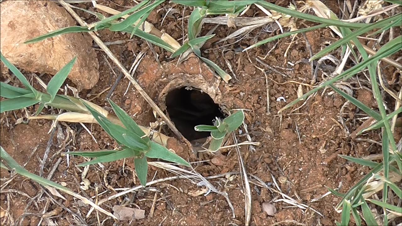 Wolf Spider Runs Fast Out And Into Home