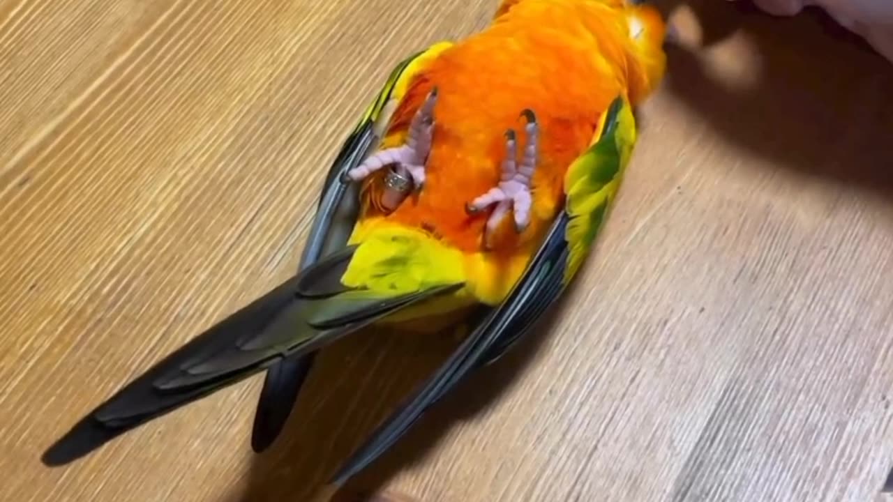 Taking a head massage 🦜🥰🧿