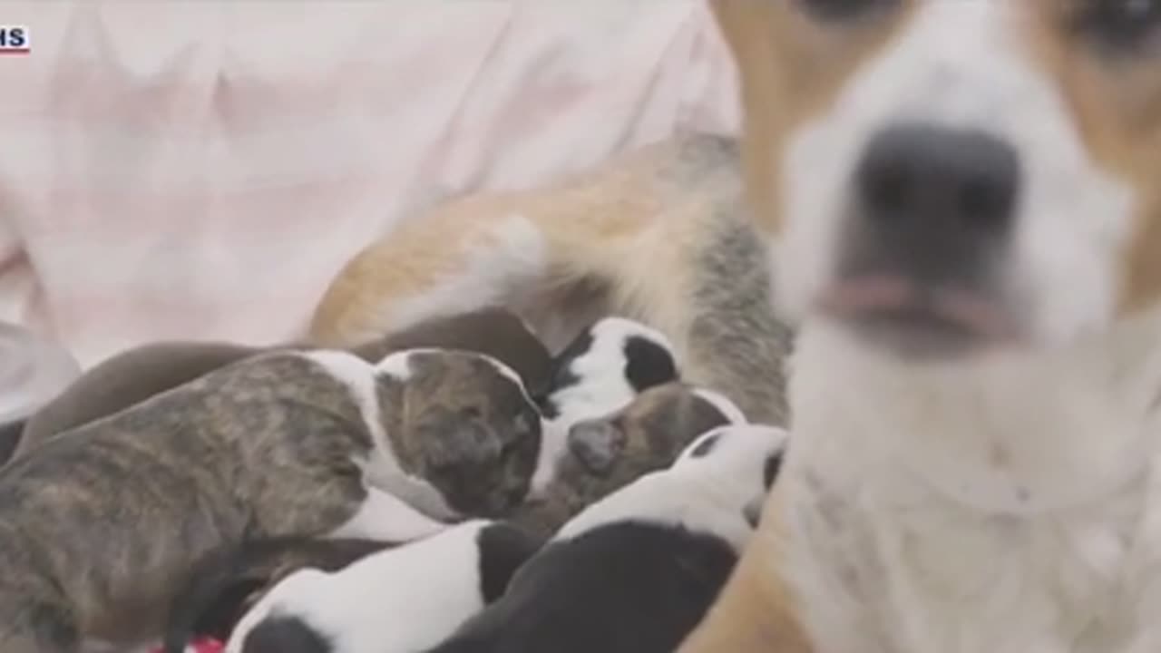 Courageous dog gives birth to 7 puppies after surviving rattlesnake bite 🐍