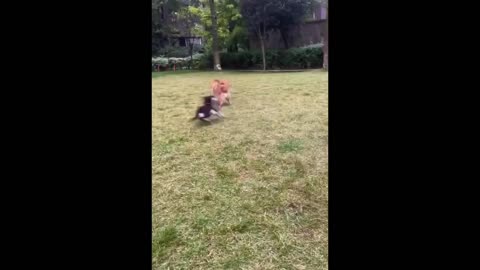 Try Not To Laugh Dogs And Cats 😁 - Best Funniest Animal Videos Of The Month #1