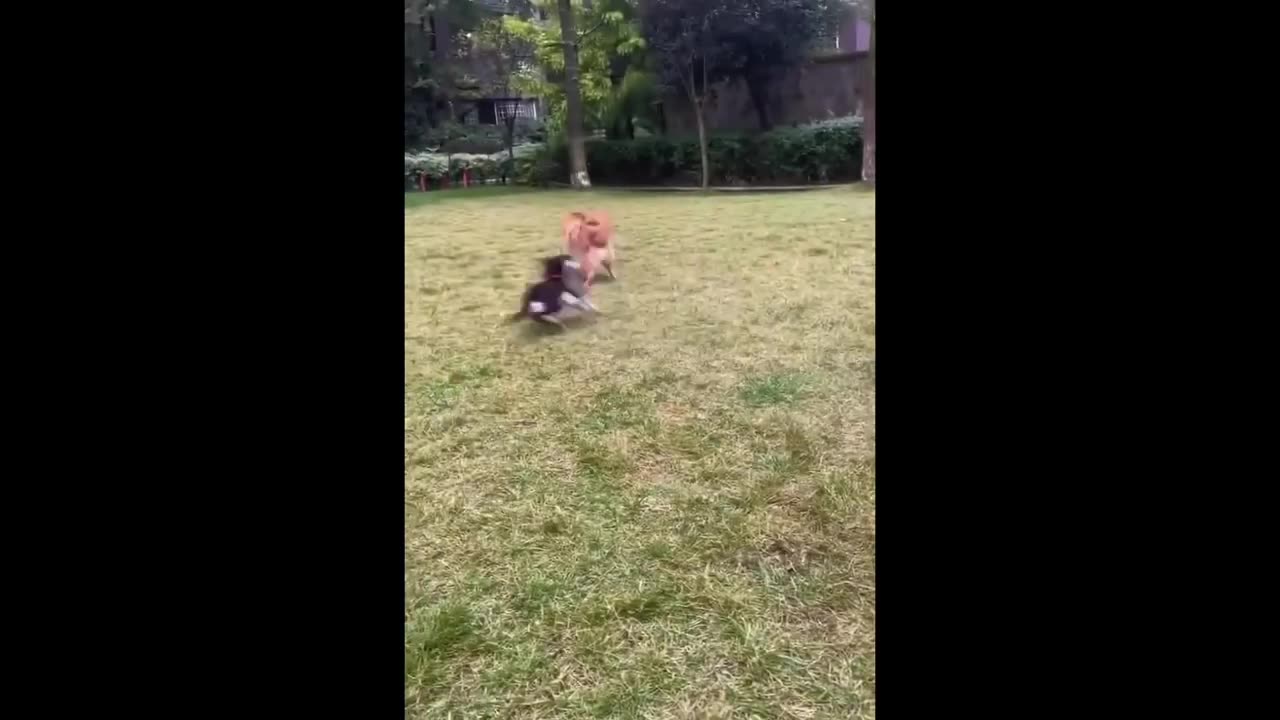 Try Not To Laugh Dogs And Cats 😁 - Best Funniest Animal Videos Of The Month #1
