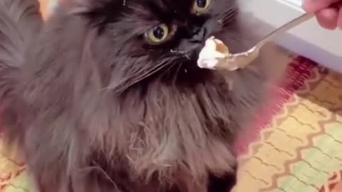 Watch These Adorable Pets Do the Funniest Things