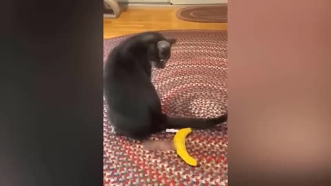 Hilarious Hijinks: Animals Unleash Their Inner Comedians.