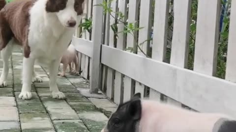 Unleashing the Surprising Talents of My Dog!