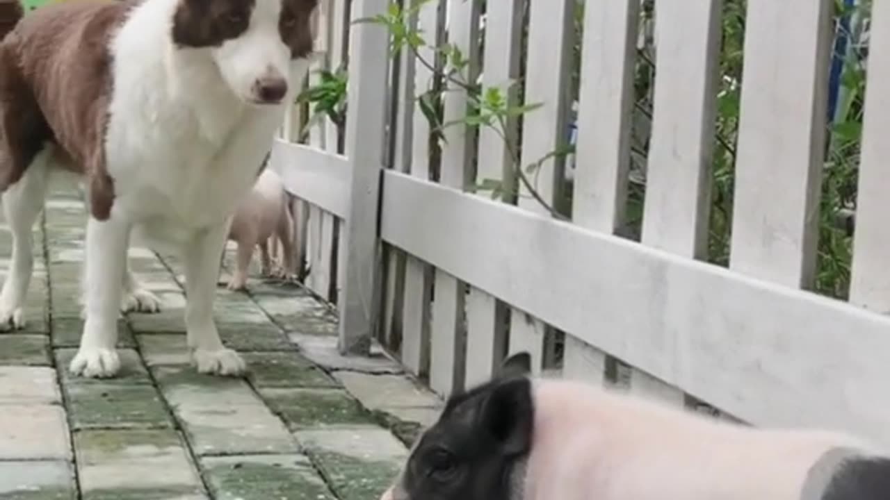 Unleashing the Surprising Talents of My Dog!