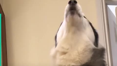 Funny Huskies!!