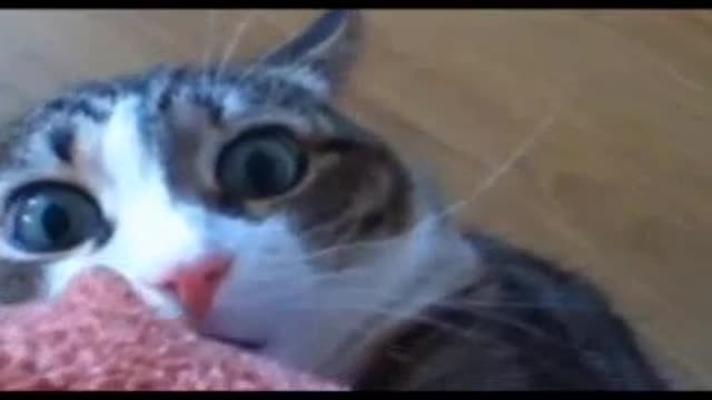 Funny Cat Compilation