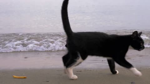 Stray cat looking at sea and walking away when the wave wetting its paws