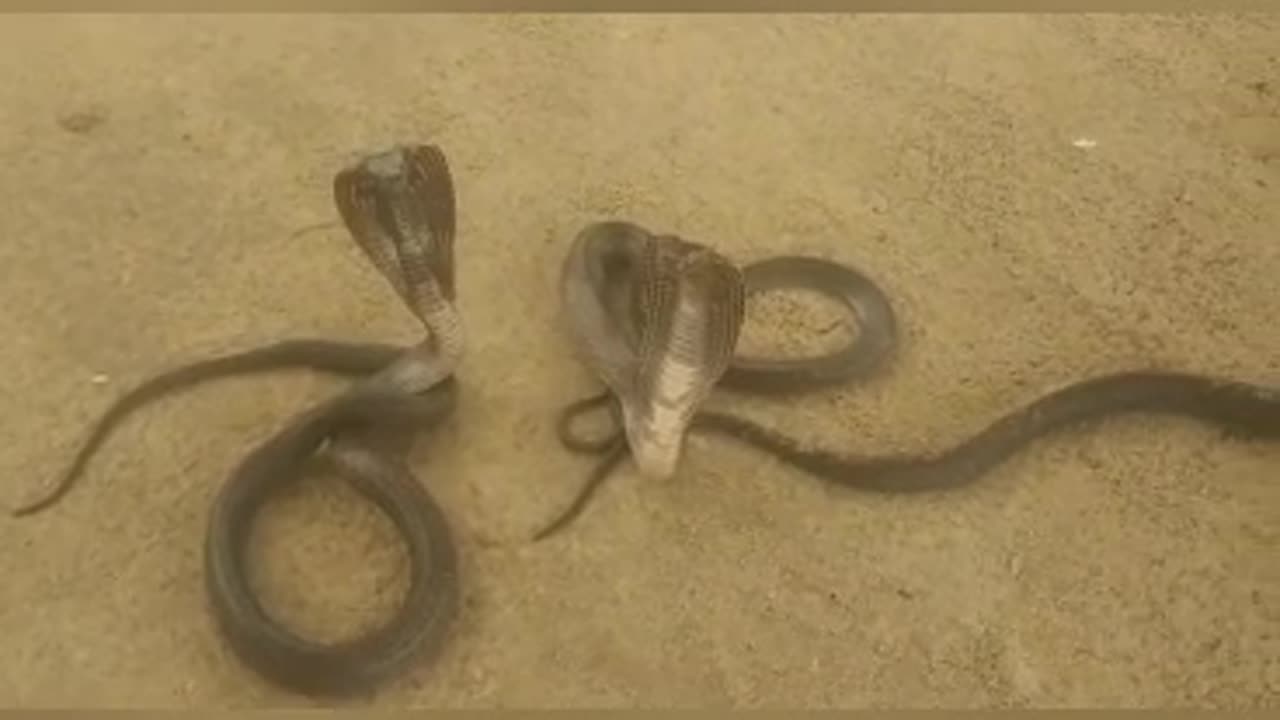 Nag Nagin Aur Indian Cobra Snake