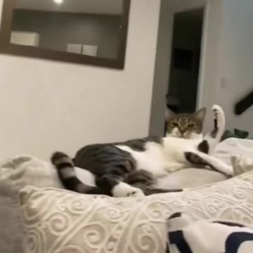 Comedy Gold: The Most Memorable Moments in Funny Videos