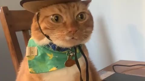 Sheriff Cat on Duty