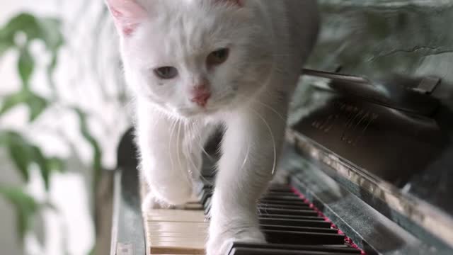 cat playing piano