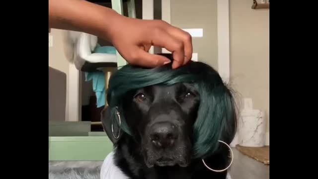 A wonderful moment for a dog. Come and record with me
