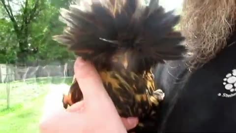Chicken Barbershop - Giving My Baby A Haircut. [HUMOR]