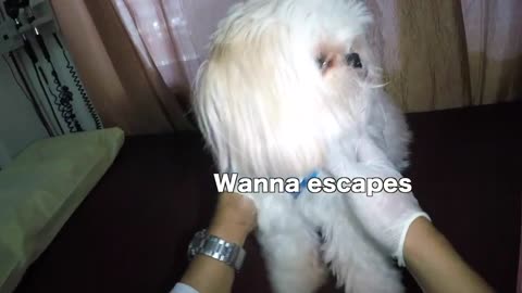 Borgy Gets Checked By His Vet _ Cute & Funny Dog Video