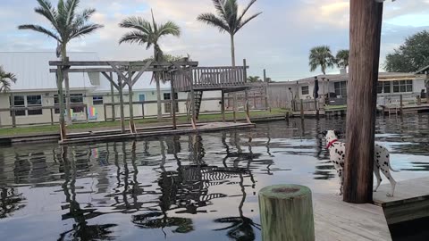 Luna Hanging Out On The Canal