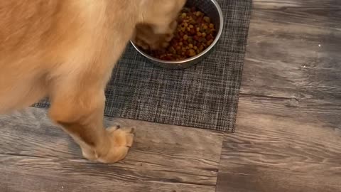 Pup Prays for Food