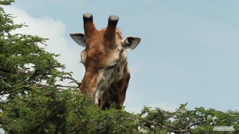 The Giraffe - Everything you need to know about Giraffes